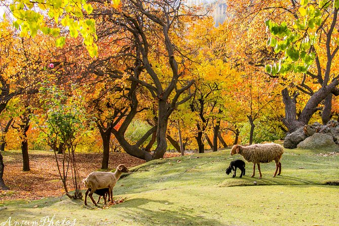7-Days Autumn Tour to Hunza Valley - Private Hunza in 7 days: what the flow actually feels like