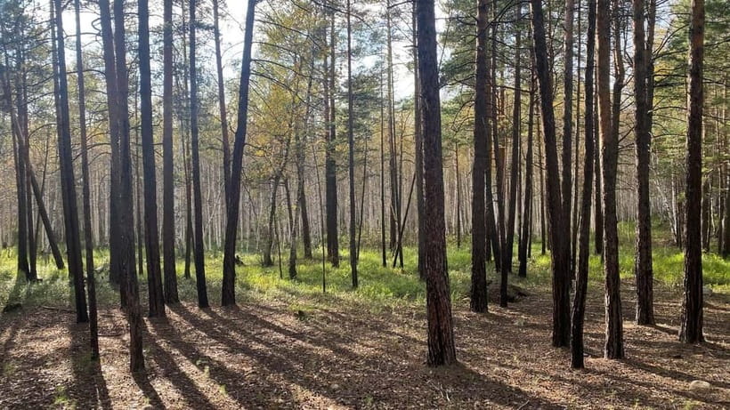 Astana: Burabay Oasis National Park Adventure - Abylaikhan Meadow pine forest walk and fresh-air pacing