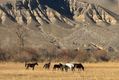 Charyn Canyon and Black Canyon 1 Day Private Tour - Lunch in a Local Village: Real Kazakh Food, Real Pause