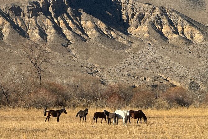 Charyn Canyon and Black Canyon 1 Day Private Tour - Lunch in a Local Village: Real Kazakh Food, Real Pause