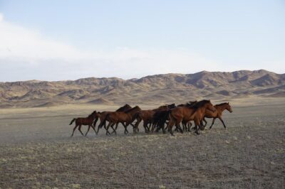 Private tour Almaty Region 3 days with Silktravel - Day 2: Singing Dune and Charyn’s Castles Valley Walk
