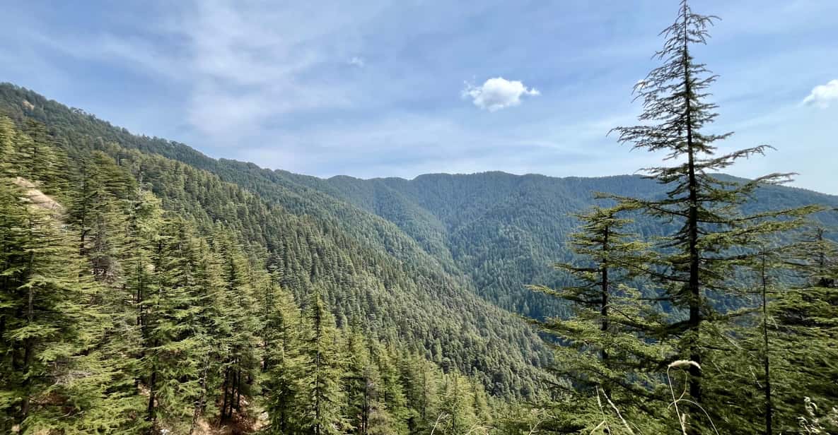 Shimla: Wildlife Sanctuary & Water Catchment Guided Tour - First forest loop: cycling or walking into the protected greenery
