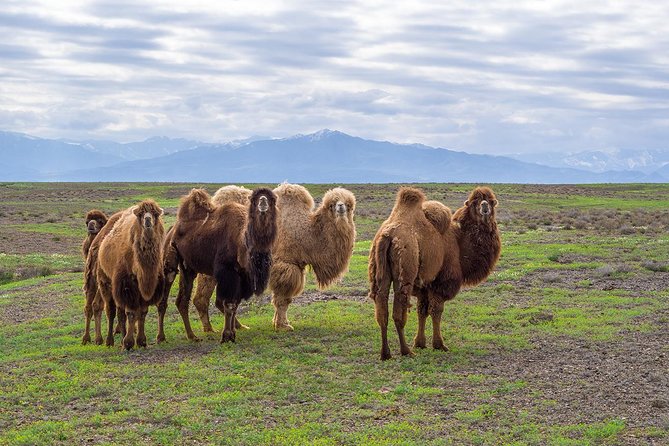 The Silk Road tour of Kazakhstan - Key highlights worth marking on your map